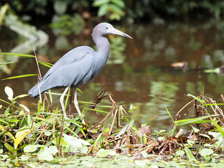Little blue heron, Egretta caerulea, looking for food in aquatic plants. Costa Rica