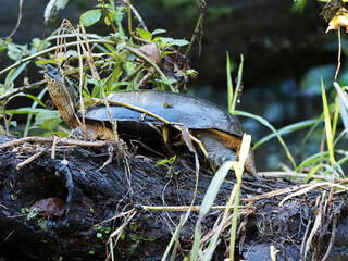 Black wood turtle Rhinoclemmys funerea, basks in the branches above the water. Costa Rica