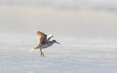 着地するキアシシギ