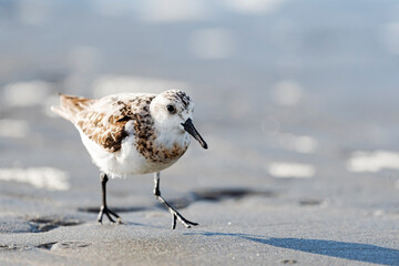 ミユビシギ(Sanderling)