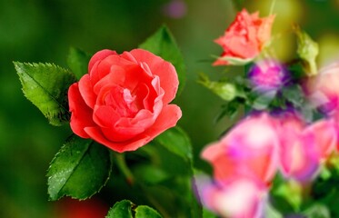 Red rose big and magnificent. Mature rose on nature