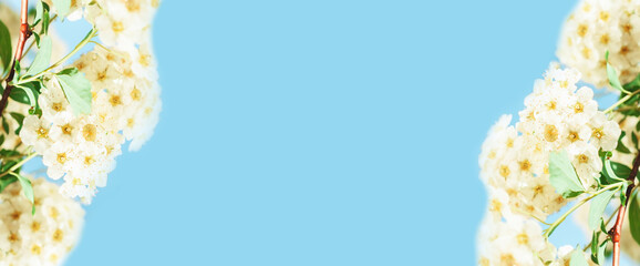 Spring banner with white flowers on a blue background. copy space.