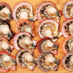 Raw scallop on white background