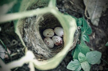 easter egg in a nest