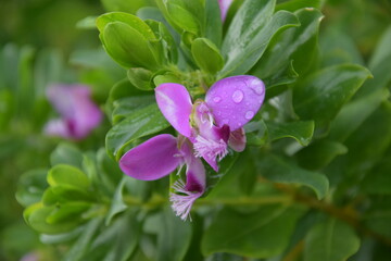 Drop falling on flower after rain