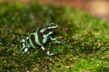 Reticulated Glass Frog - Hyalinobatrachium valerioi, beautiful small green and yellow frog from Central America forests, Costa Rica.
