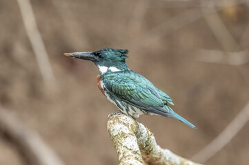 Belted Kingfisher Portrait in Pennsylvania