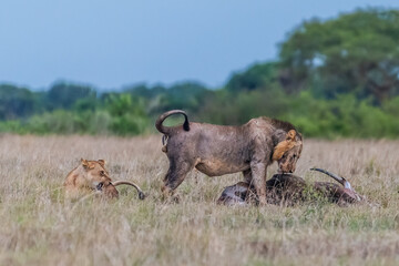Big lion lying on savannah grass. Landscape with characteristic trees on the plain and hills in the background
