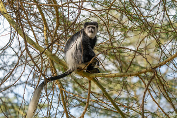 Portrait of Abyssinian black-and-white colobus monkey, Colobus guereza, beautiful african primate isolated on green background, looking at camera. Wild animal scene from Bale mountains, Ethiopia.