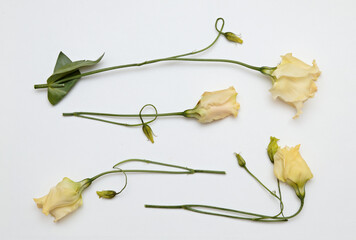 White eustoma flowers in arrangement