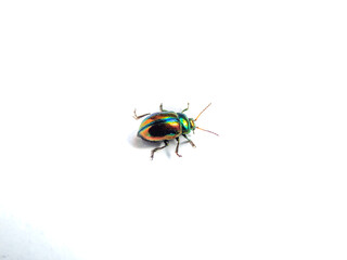 Close-up of colorful Dead-nettle leaf beetle (Chrysolina fastuosa) with gold and copper shine and metallic luster that transitions to a green or violet-blue longitudinal stripes on white