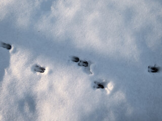 Close up of footprints of roe deer (Capreolus capreolus) in deep, melting snow after running with...