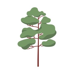 Pine tree, evergreen coniferous forest plant with trunk and crown. Green conifer. Stylized pinetree icon. Modern botanical flat cartoon vector illustration isolated on white background