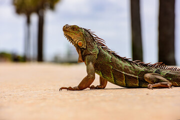 Naklejka premium lizard of the genus Iguana native to Central, South America. Close-up of the head of an iguana.