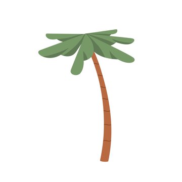 Palm tree with leaf and trunk. Exotic tropical summer plant with green leaves. Botanical flat cartoon vector illustration isolated on white background