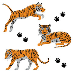 Fototapeta na wymiar Collection of tigers in cartoon style in different poses. Set of cute animals in flat style. Wild predator mammals. Vector illustration for print, textile, book, poster.