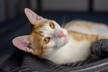 Orange and white young cat playing