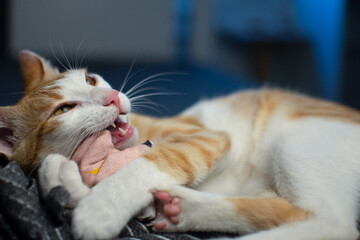 Orange and white young cat playing