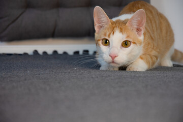 Orange and white young cat playing