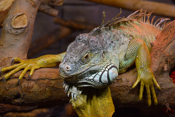 An iguana in its natural environment