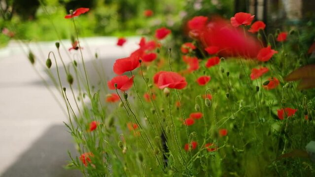 Poppy Bloom Images – Browse 172 Stock Photos, Vectors, and Video