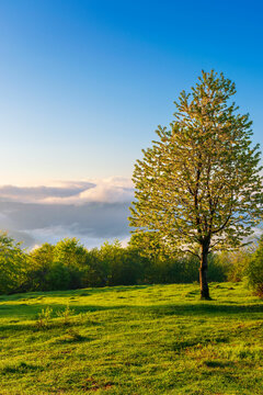 tree on the hillside meadow at sunrise. gorgeous nature scenery in mountains. fog rising above the distant hills and valley in morning light. fantastic weather conditions on a bright sunny day
