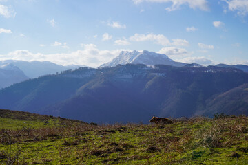 Une vache sauvage betizu, devant les Pyrénées et les 3 couronnes, sur le Xoldokogaina, au Pays Basque
