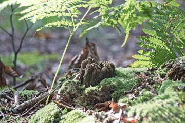 green moss on the ground
