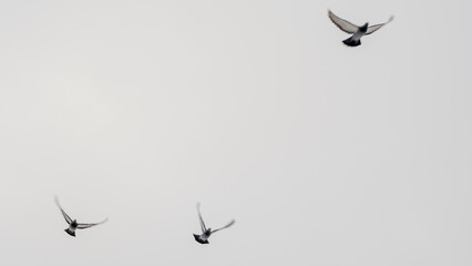 Pigeons flying in the sky in groups. Flock of pigeons flying at the grey sky. Selective focus. Blurred motion.