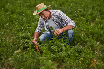 Naklejka na ściany i meble Farmer picking carrots in field