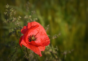 Fototapeta premium Klatschmohn