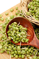 green soybean sprouts on white background