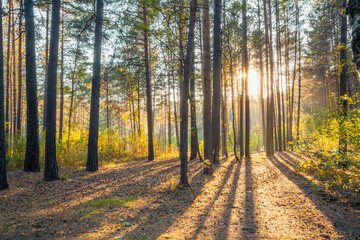 Fototapeta premium sunset in the woods