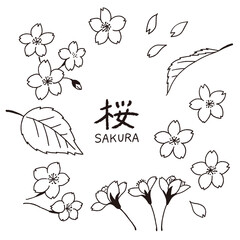 桜の花びらと葉っぱの手描き線画イラストのセット