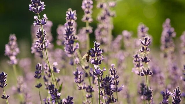 Honey bee on a fragrant lavender flower. A bee working on a growing close-up of a field of lavender flowers. Macro. Slow motion. Blooming purple fragrant lavender flowers on the field, close up
