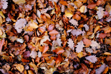 matière de feuille en automne en forêt