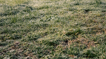 Frosty Grass Lawn on a Spring Morning