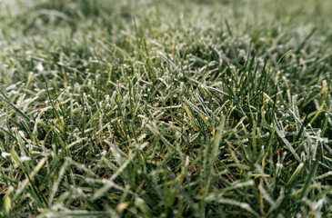 Frosty grass on a Spring Morning