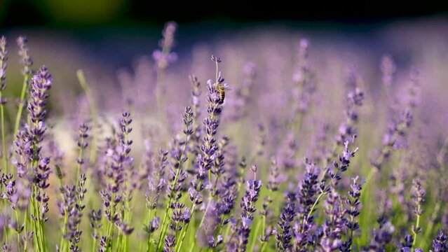 Honey bee on a fragrant lavender flower. A bee working on a growing close-up of a field of lavender flowers. Macro. Slow motion. Blooming purple fragrant lavender flowers on the field, close up