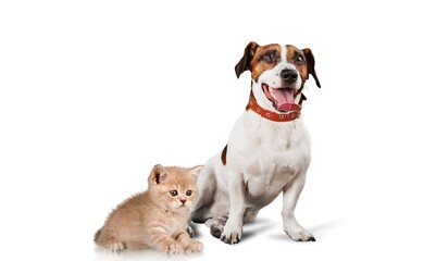 Adorable little kitten and puppy posing on the background