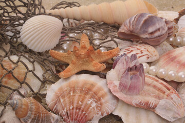 Sea Shells on Sand With Fishing Net, Shallow DOF