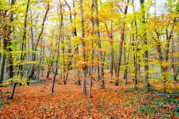 Forêt de hêtre en automne avec un tapis de feuilles mortes