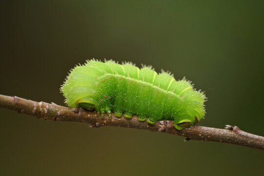 Luna Moth Caterpillar Images Browse 267 Stock Photos Vectors And Video Adobe Stock