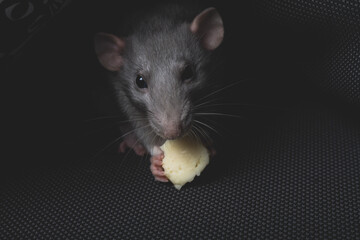 Fototapeta na wymiar A gray pet rat eats cheese on a dark gray sofa like in a hole