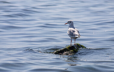 Seagull standing on vibrant green mossy rocks by the sea