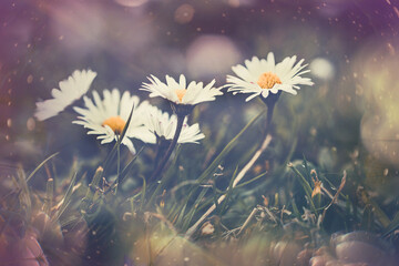 little white daisies on the lawn in closeup with bokeh in the sun