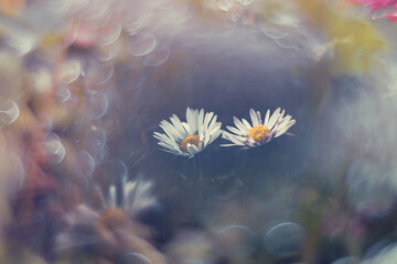 little white daisies on the lawn in closeup with bokeh in the sun