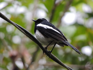 Birds After the Rain