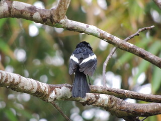 Birds After the Rain
