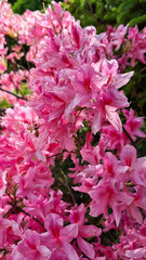 pink azalea flowers blooming